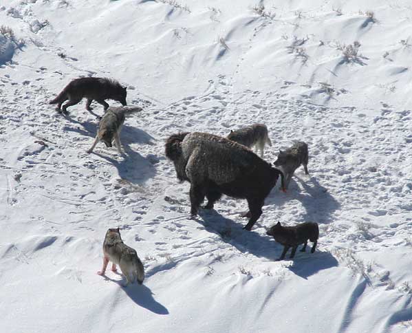 W&ouml;lfe attackieren einen Bison